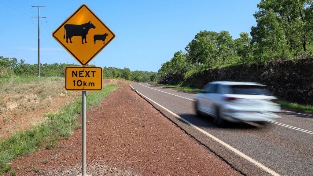 Car driving past cattle warning sign