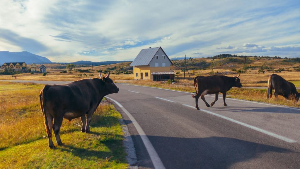 Cows crossing the road