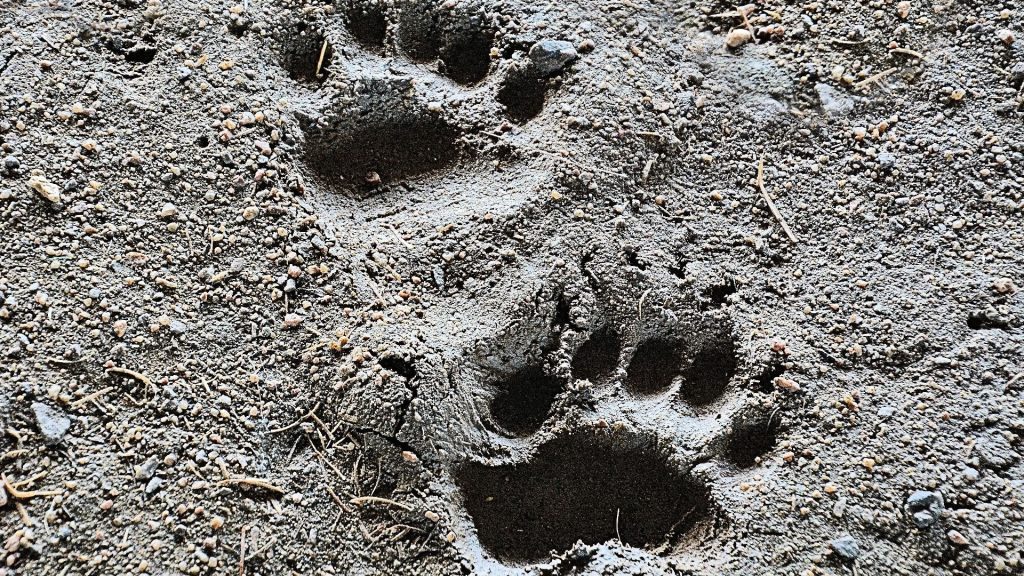Bear paw prints spotted at the wildlife underpass