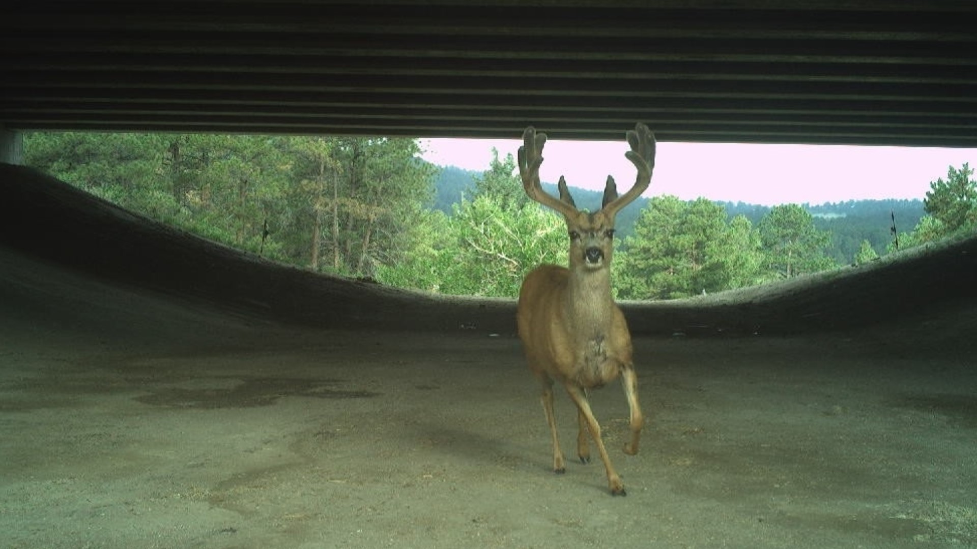 Colorado’s I-70 Wildlife Underpass Is Working. Here’s What That Means for Drivers.